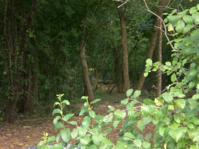 Sunrise Park, Main course, Hole 16 Midrange approach