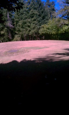 Windsor Park, Main course, Hole 1 Short tee pad