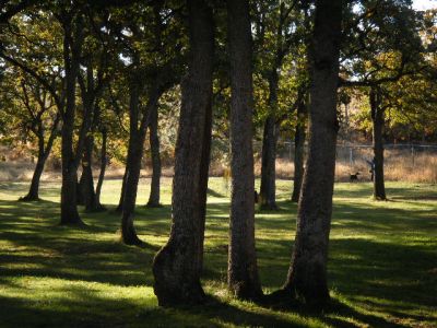 Tree Top DGC at Sorosis Park, Main course, Hole 3 Long approach