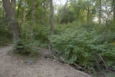 Sedgley Woods, Main course, Hole 14 Short tee pad