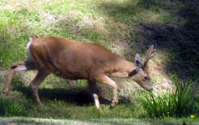 Pender Island Disc Park, Main course, Hole 27 