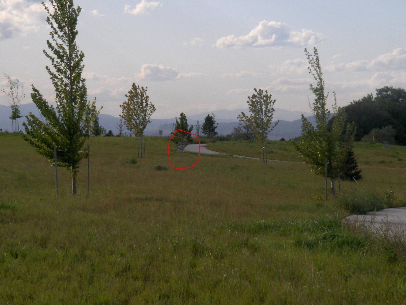 Hole 12 • River Ranch Disc Golf Course (Johnstown CO) Disc Golf