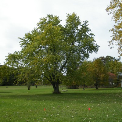 The Lacey Inn, Main course, Hole 16 Long tee pad