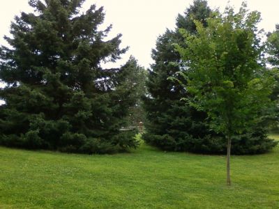 Thievin Pines, Main course, Hole 12 Midrange approach