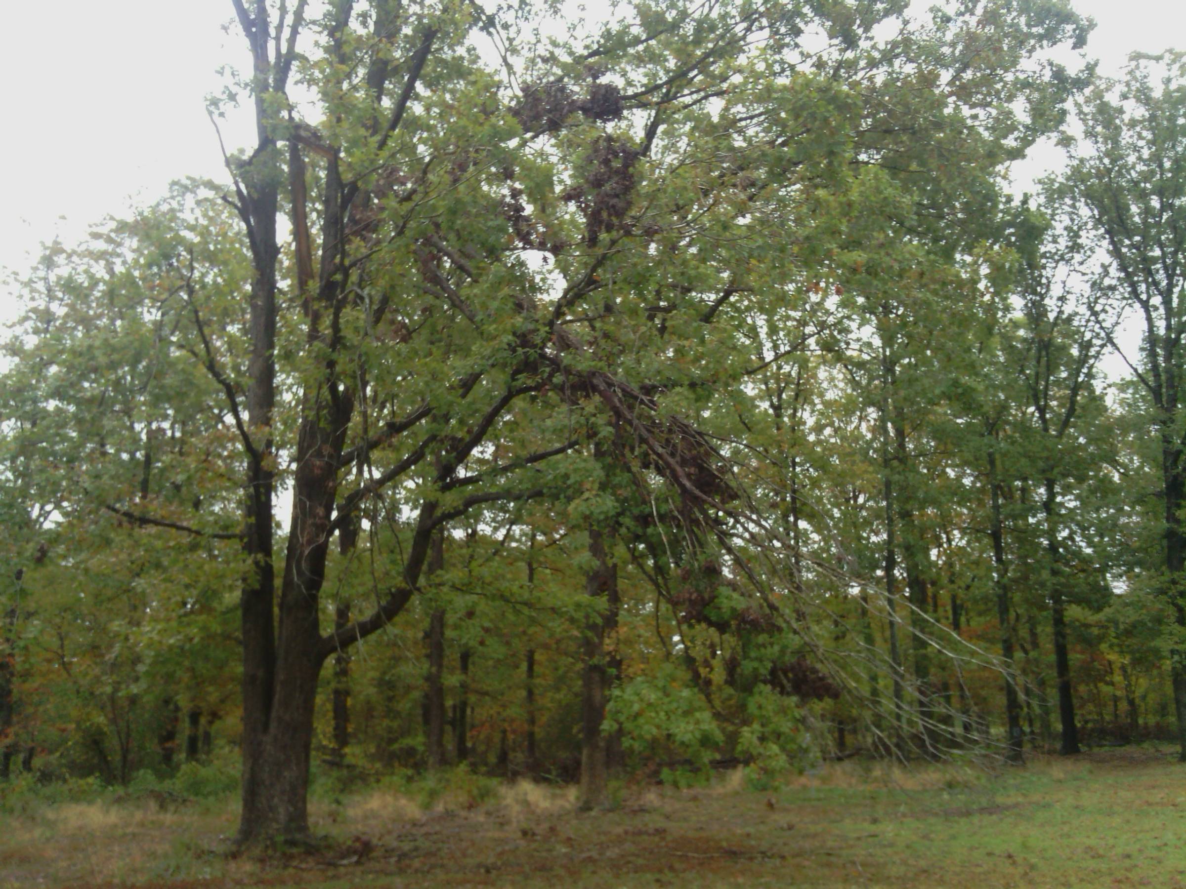 Hole 9 • John G. Lancaster Park (Lexington Park, MD) Disc Golf