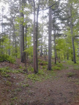 Powder Mill DGC, Main course, Hole 13 Long tee pad