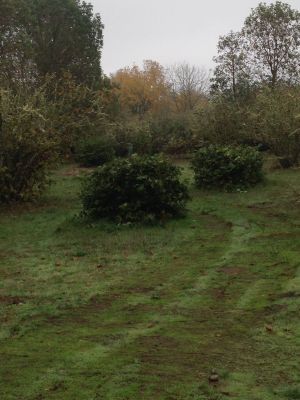 Wheatland DGC @ Willamette Mission State Park, Wheatland DGC, Hole 2 Long approach