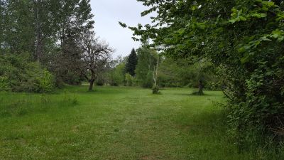 Wheatland DGC @ Willamette Mission State Park, Wheatland DGC, Hole 8 Tee pad