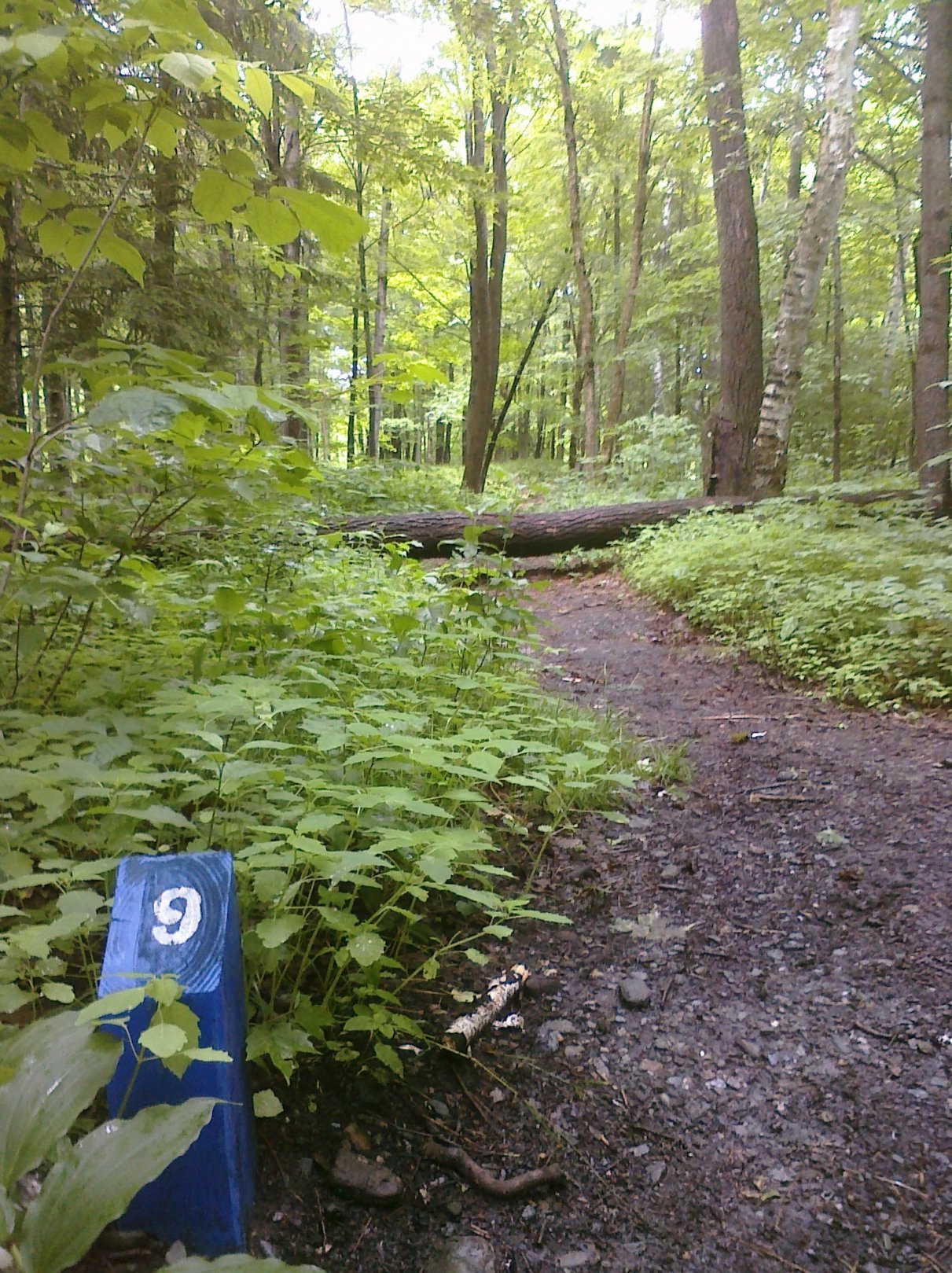 Hole 9 • White River (Randolph, VT) Disc Golf Courses Disc Golf Scene