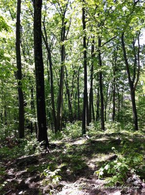 HCC Disc Golf Course, Main course, Hole 16 Tee pad