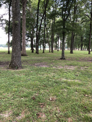 Graham Park - Grove Creek Run DGC, Main course, Hole 7 Long tee pad