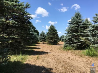 Spruce Vista, Main course, Hole 4 Tee pad