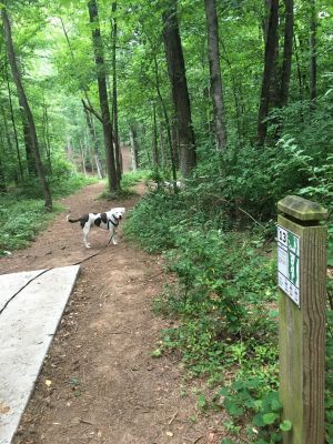 Sandy Creek Park, Main course, Hole 13 Tee pad