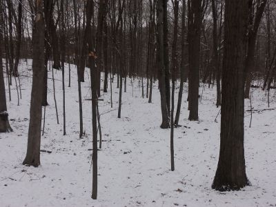 Cascade Township Park, Main course, Hole 14 Long approach