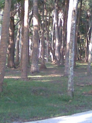 Reed Canal Park, Main course, Hole 3 Tee pad