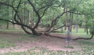 Chaingang disc golf Va logo
