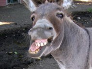 DFL Donkey Bag Tag League logo
