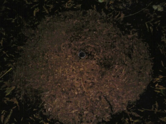 Next picture